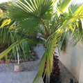 palme